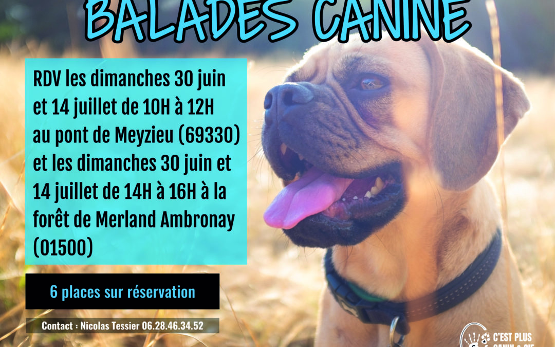 Balades Canines-Forêt de Merland