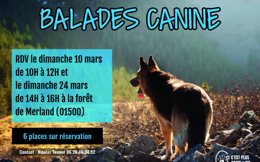 Balades Canine à la Forêt de Merland