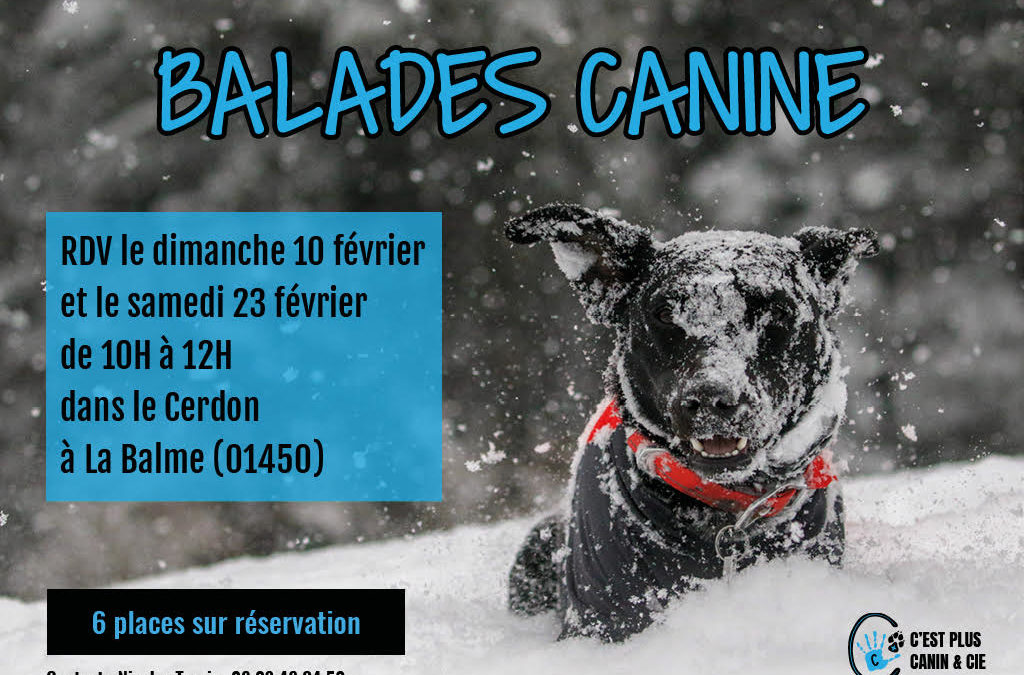 Balades Canine dans le Cerdon