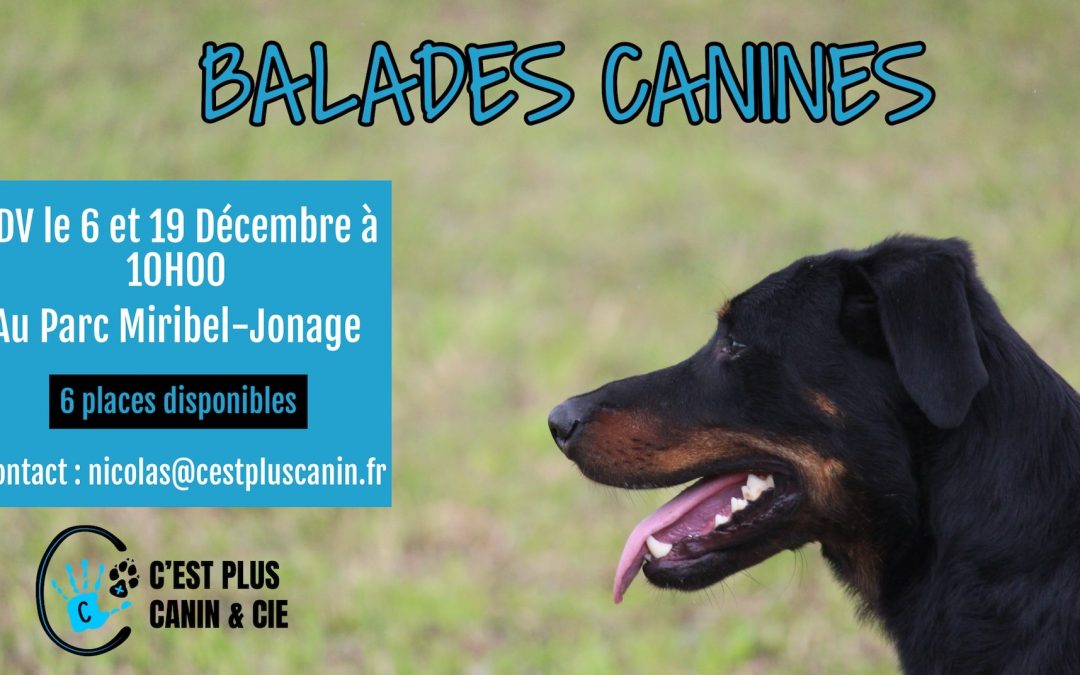 Balades Canines