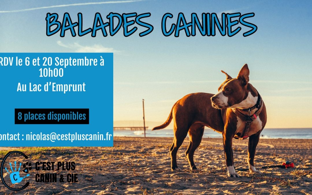 Balades Canines Miribel