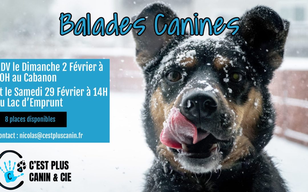 Balades Canines